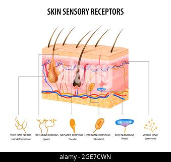 Skin sensory receptors concept with nerve and hair flat vector illustration Stock Vector