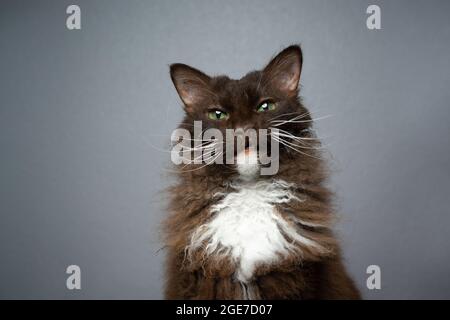 chocolate white brown LaPerm Cat with curly longhair fur making funny face looking at camera on gray background Stock Photo