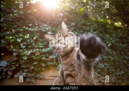 playful tabby cat outdoors raising paw reaching for camera with copy space Stock Photo