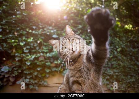 playful tabby cat outdoors raising paw reaching for camera with copy space Stock Photo