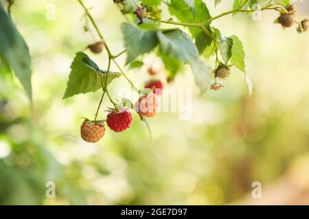 Growing raspberries.A branch of ripe raspberries in the garden. Red sweet berries growing on a raspberry bush in the orchard. High quality photo Stock Photo