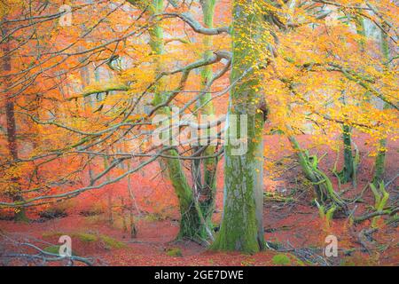 A green, mossy beech tree (fagus) in a vibrant, colourful autumn forest woodland in Loch Lomond & the Trossachs National Park, Scotland. Stock Photo
