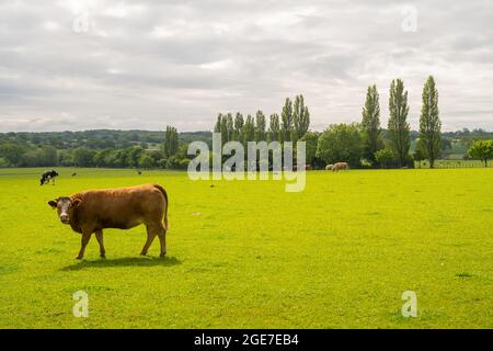 Field and cattle with a line of poplar trees on the horizon near Margaretting Essex. Stock Photo
