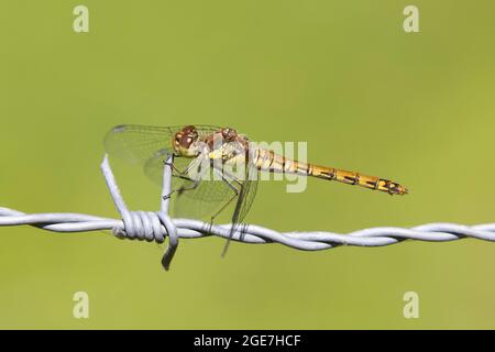Common darter sitting on wire and green background Stock Photo