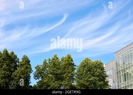 Wispy white cirrus clouds or mares' tails in a clear blue sky, trees and modern building below Stock Photo