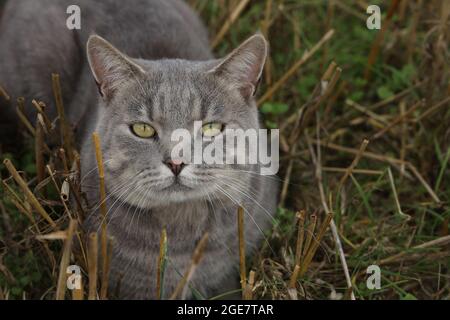 Gray domestic cat in the field in summer. Stock Photo