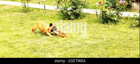 Funny french bulldog plays with a toy on a green lawn. French Bulldogs are very playful. Stock Photo