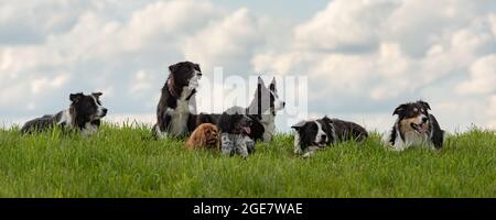 Many obedient dogs - Border Collies and other in all ages from the young dog to the senior Stock Photo