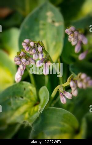 Hosta 'Dinky Donna' lavender flower against foliage, close-up plant portrait Stock Photo