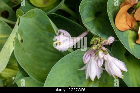 Hosta 'Dinky Donna' lavender flower against foliage, close-up plant portrait Stock Photo