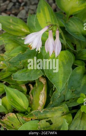 Hosta 'Dinky Donna' lavender flower against foliage, close-up plant portrait Stock Photo