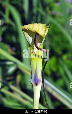 whipcord cobra lily, Arisaema tortuosum, görbült csápvirág