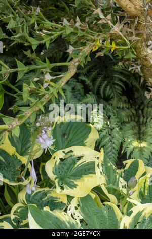 Hosta Karin juvenile flower spike and variegated foliage background, natural plant portrait Stock Photo