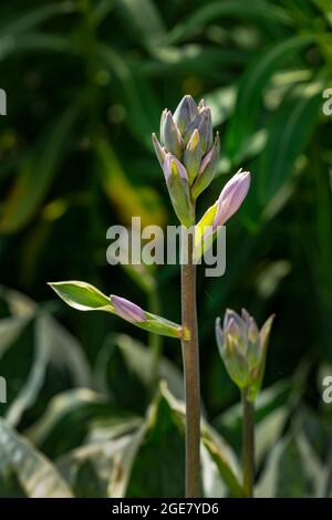 Hosta Karin juvenile flower spike and variegated foliage background, natural plant portrait Stock Photo