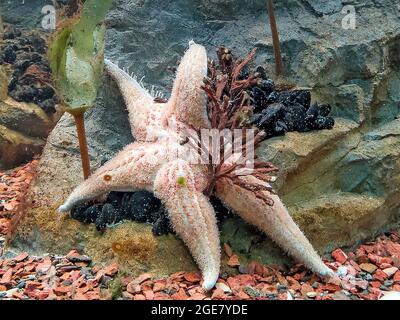 close up of a starfish on rock straddling an aquatic plant Stock Photo