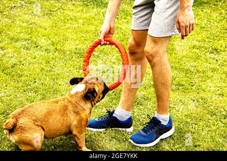 Funny french bulldog plays with a toy on a green lawn. French Bulldogs are very playful. Stock Photo