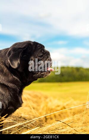 Profile of black pug dog with pink tongue hanging out mouth from heat on nature background Stock Photo