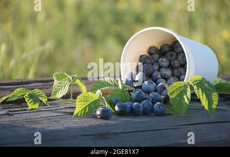 harvest of fresh blueberries, picked in a paper cup in the forest, in the grass on a sunny day Stock Photo