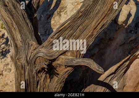 Dead Utah Juniper, Juniperous osteosperma, weathered through the years in Hovenweep National Monument, Colorado, USA Stock Photo