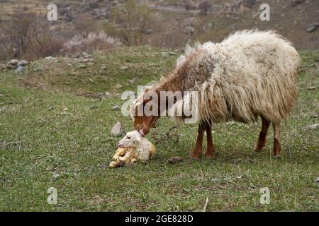 A pregnant sheep has just given birth to a lamb. In a meadow in the mountains. Stock Photo