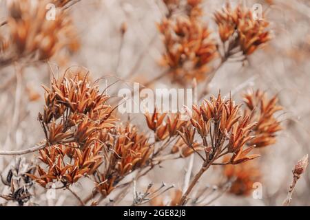 Floral minimal home interior boho style. Abstract brown nature background of box with rhododendron seeds. Seasonal concept. Warm colors of autumn Stock Photo