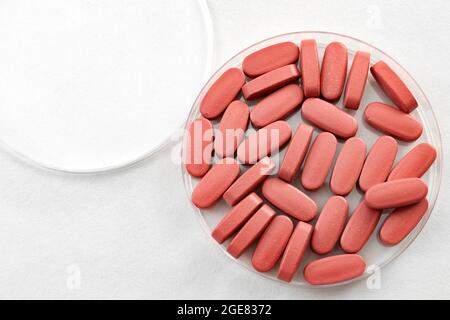 Pharmacy lab and pharmaceutical research concept with pink medical pills in a petri dish isolated on white with copy space