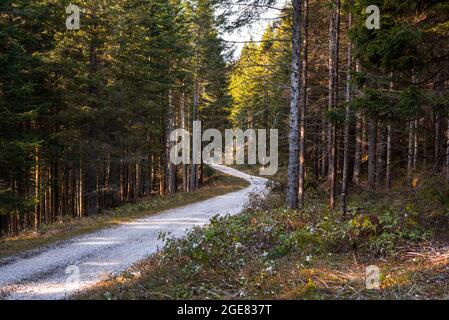 Deserted gravel path winding through a dense forest in the mountains at sunset in autumn Stock Photo