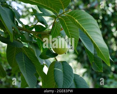 Unripe walnuts growing on a tree. Close-up. Stock Photo
