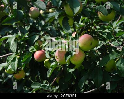 Organic apples growing on an apple tree, Bavaria, Germany, Europe Stock  Photo - Alamy