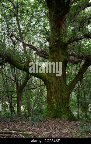 Big old tree in an english forest with leaves on the ground Stock Photo
