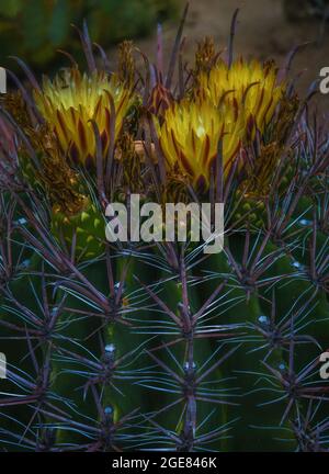 Fishhook Barrel Cactus, Ferocactus wislizeni Stock Photo