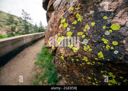Colorful greenish-yellow crustose lichen on rock wall in Clear Creek Canyon - Golden, Colorado, USA Stock Photo