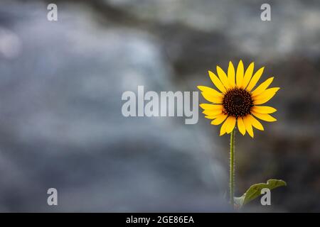 Prairie Sunflower (Helianthus petiolaris) - Golden, Colorado, USA Stock Photo