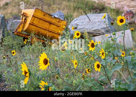 Prairie Sunflower (Helianthus petiolaris) and abandoned yellow mine cart  - Golden, Colorado, USA Stock Photo