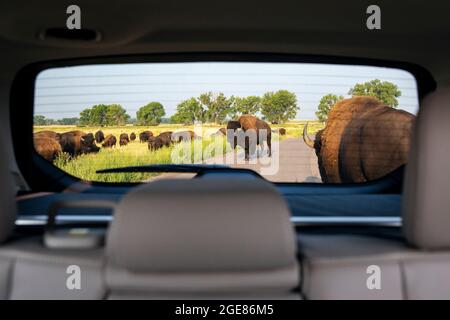 View through car window of a herd of American Bison (Bison bison) crossing road - Rocky Mountain Arsenal National Wildlife Refuge, Commerce City, near Stock Photo