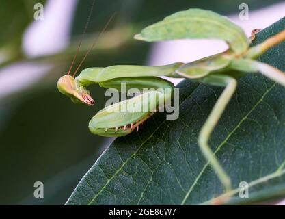 Praying Mantis Stock Photo