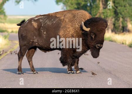 Big male American Bison (Bison bison) on the road - Rocky Mountain Arsenal National Wildlife Refuge, Commerce City, near Denver, Colorado Stock Photo