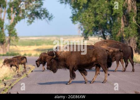 Herd of American Bison (Bison bison) crossing road in the Rocky Mountain Arsenal National Wildlife Refuge, Commerce City, near Denver, Colorado Stock Photo