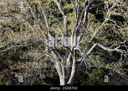 tall twisting branches of a thick old oak tree with yellow new leaf buds that haven't opened yet Stock Photo