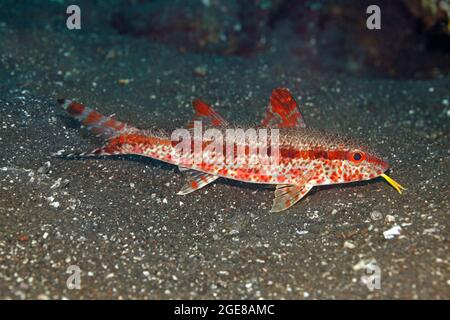 Freckled Goatfish, Upeneus tragula, showing the red phase. Also known as a Bartail Goatfish. Tulamben, Bali, Indonesia. Bali Sea, Indian Ocean Stock Photo