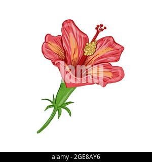 Illustration digital drawing hibiscus plant in the form of a flower and leaves on a white isolated background. High quality illustration Stock Photo