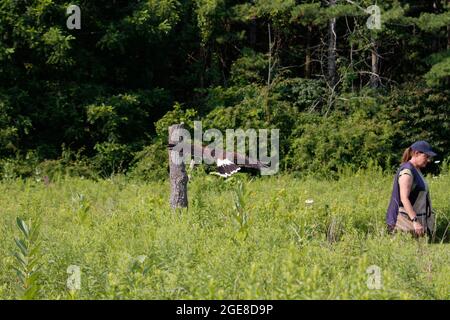 SIMCOE, CANADA - Jul 31, 2021: A professional female falcon handler teaching Harris's hawk flight patterns in Simcoe, Canada Stock Photo