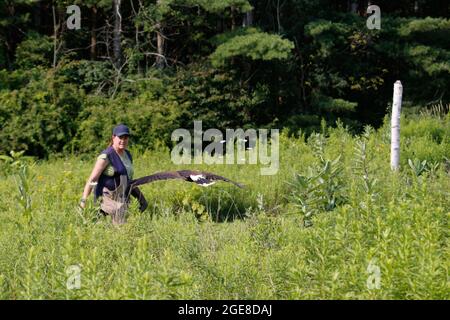 SIMCOE, CANADA - Jul 31, 2021: A professional female falcon handler teaching Harris's hawk flight patterns in Simcoe, Canada Stock Photo