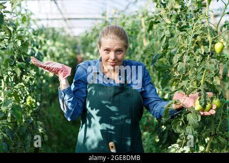 Confused gardener checking tomatoes Stock Photo