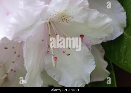 delicate white rhododendron blooms in the sunlight Stock Photo