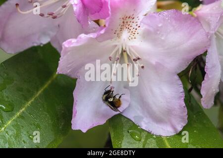 a light pink flower with a bumble bee Stock Photo