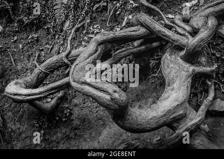 Exposed and intertwined roots of Coast Redwoods, Sequoia sempervirens, in Muir Woods National Monument, California, USA Stock Photo