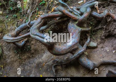 Exposed and intertwined roots of Coast Redwoods, Sequoia sempervirens, in Muir Woods National Monument, California, USA Stock Photo