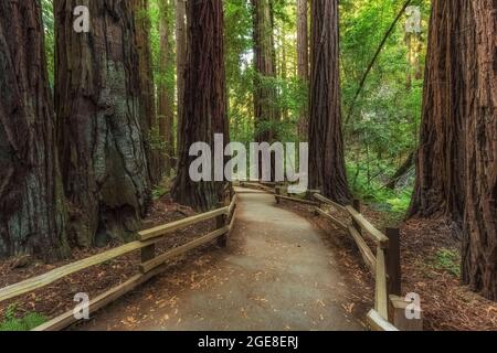 Trail through Coast Redwoods, Sequoia sempervirens, with a railing to keep visitors from damaging redwood roots, in Muir Woods National Monument, Cali Stock Photo