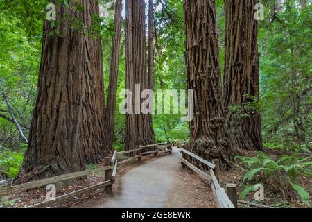 Trail through Coast Redwoods, Sequoia sempervirens, with a railing to keep visitors from damaging redwood roots, in Muir Woods National Monument, Cali Stock Photo